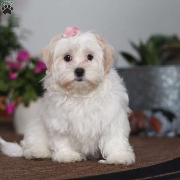 Alisa, Shorkie Puppy