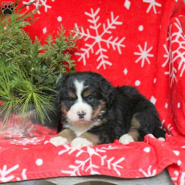 Alisha, Bernese Mountain Dog Puppy