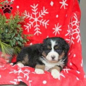 Alisha, Bernese Mountain Dog Puppy