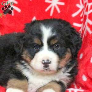 Alisha, Bernese Mountain Dog Puppy
