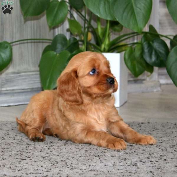 Alisha, Miniature Golden Retriever Puppy