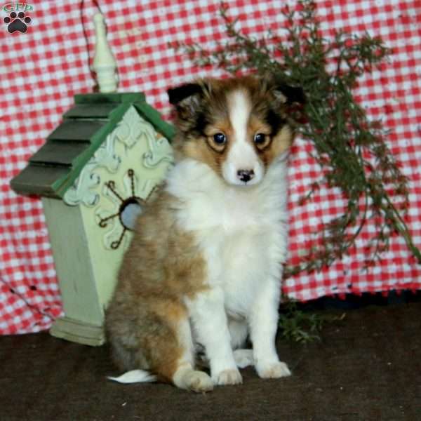 Alisha, Sheltie Puppy