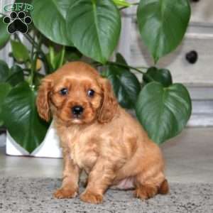 Alisha, Miniature Golden Retriever Puppy