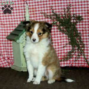 Alisha, Sheltie Puppy
