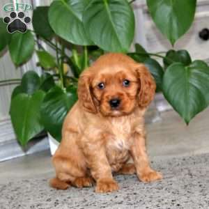 Alisha, Miniature Golden Retriever Puppy