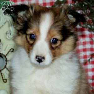 Alisha, Sheltie Puppy