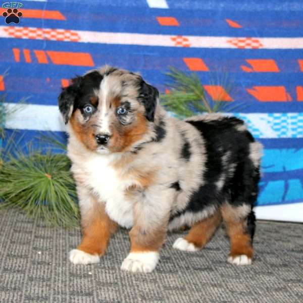 Allison, Australian Shepherd Puppy