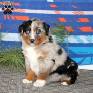 Allison, Australian Shepherd Puppy