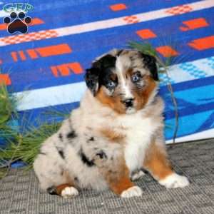 Allison, Australian Shepherd Puppy