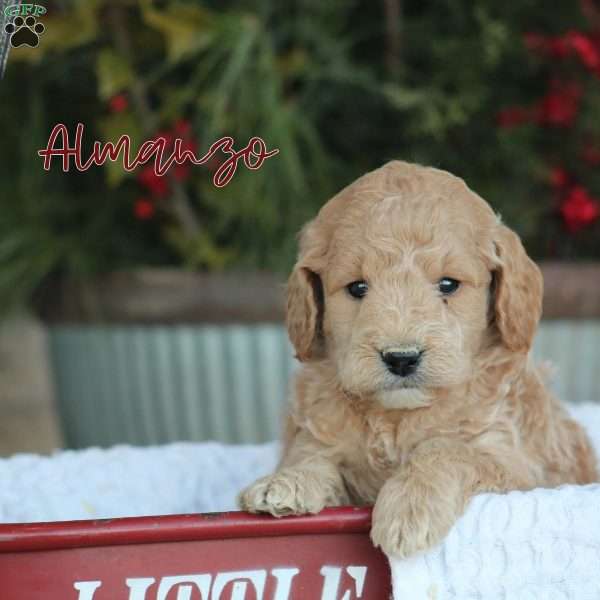 Almanzo, Mini Goldendoodle Puppy