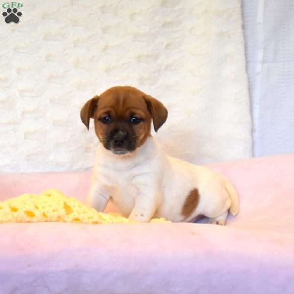 Amanda, Jack Russell Mix Puppy