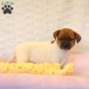 Amanda, Jack Russell Mix Puppy