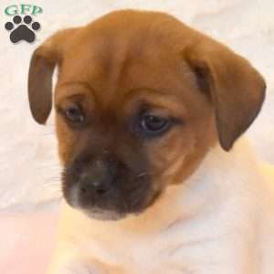 Amanda, Jack Russell Mix Puppy