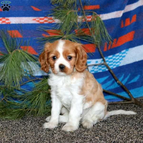 Amber, Cavalier King Charles Spaniel Puppy