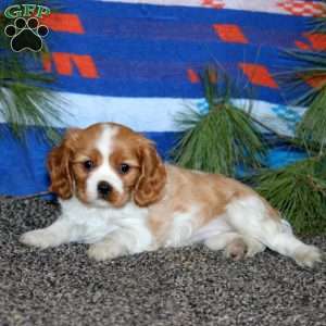 Amber, Cavalier King Charles Spaniel Puppy