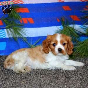 Amber, Cavalier King Charles Spaniel Puppy