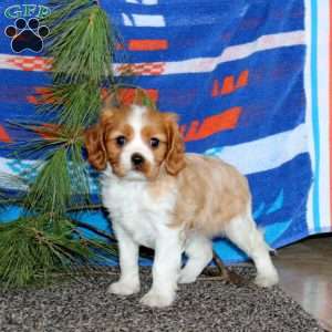 Amber, Cavalier King Charles Spaniel Puppy