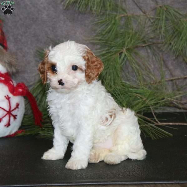 Amelia, Cavapoo Puppy