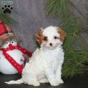 Amelia, Cavapoo Puppy