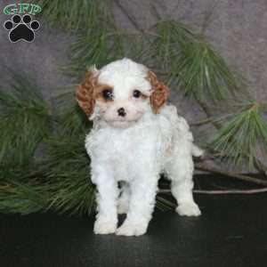 Amelia, Cavapoo Puppy