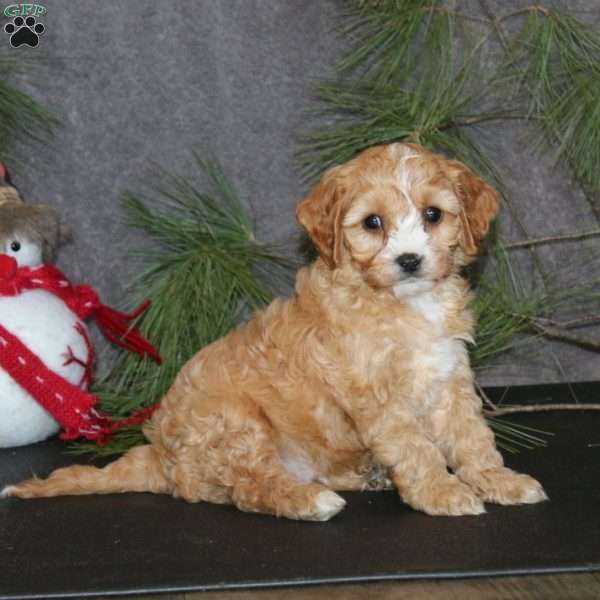 Amigo, Cavapoo Puppy