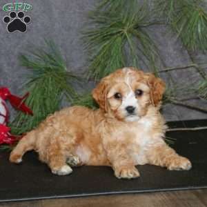 Amigo, Cavapoo Puppy