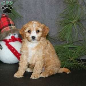 Amigo, Cavapoo Puppy