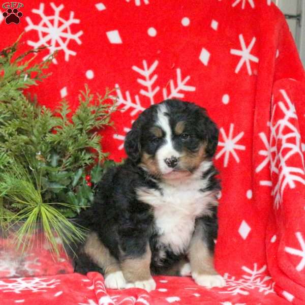 Amy, Bernese Mountain Dog Puppy