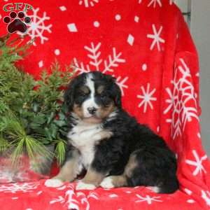 Amy, Bernese Mountain Dog Puppy
