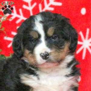 Amy, Bernese Mountain Dog Puppy