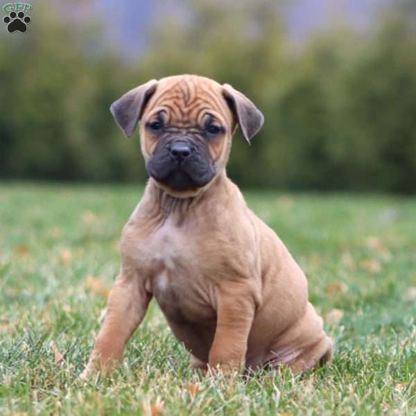 Amy, Cane Corso Puppy