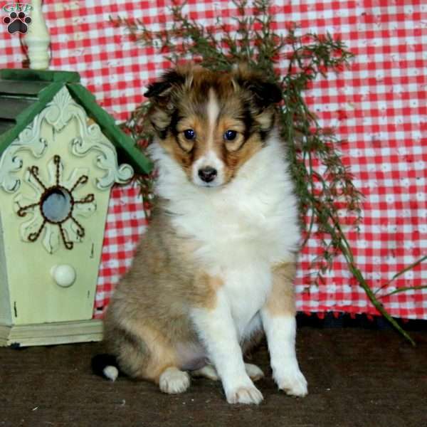 Amy, Sheltie Puppy