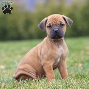Amy, Cane Corso Puppy