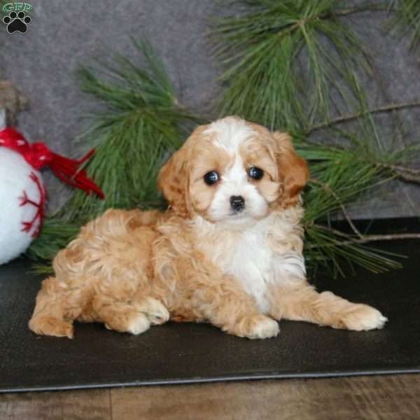 Ana, Cavapoo Puppy