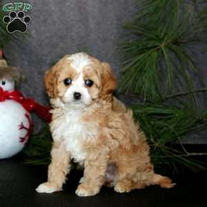 Ana, Cavapoo Puppy