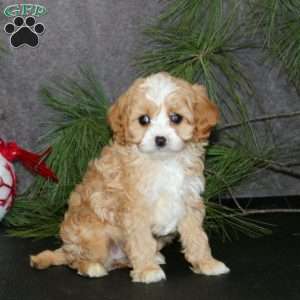 Ana, Cavapoo Puppy