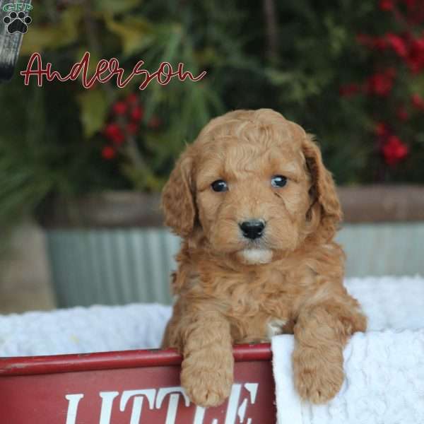 Anderson, Mini Goldendoodle Puppy