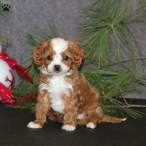 Andres, Cavapoo Puppy