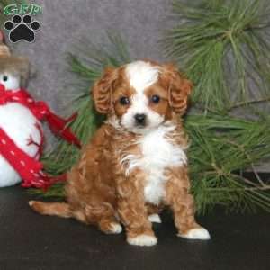 Andres, Cavapoo Puppy