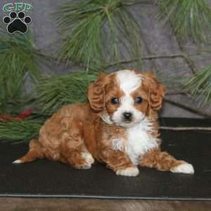 Andres, Cavapoo Puppy