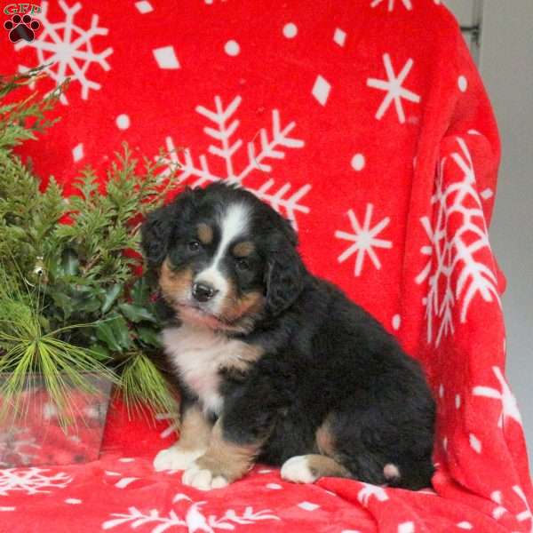 Andy, Bernese Mountain Dog Puppy