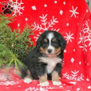 Andy, Bernese Mountain Dog Puppy
