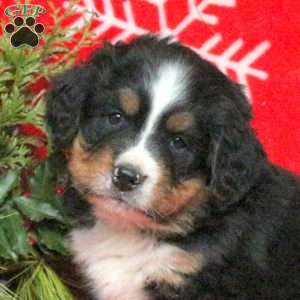 Andy, Bernese Mountain Dog Puppy