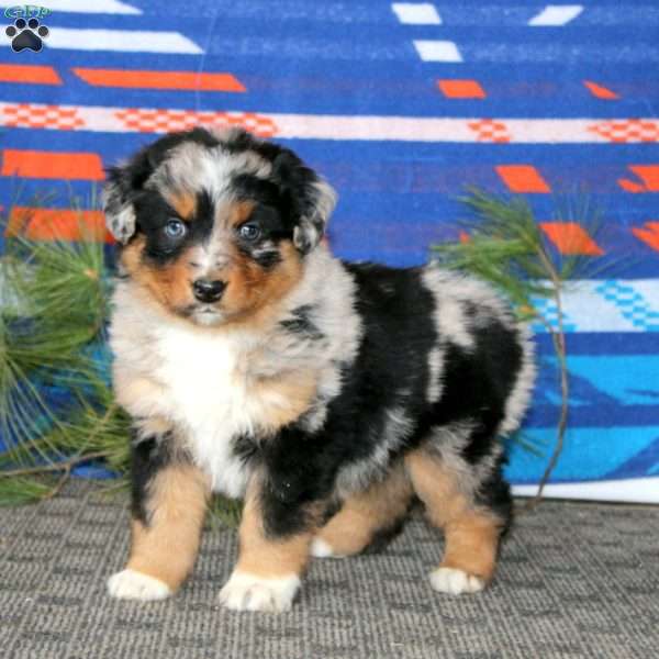Andy, Australian Shepherd Puppy