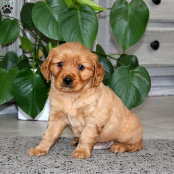 Andy, Miniature Golden Retriever Puppy