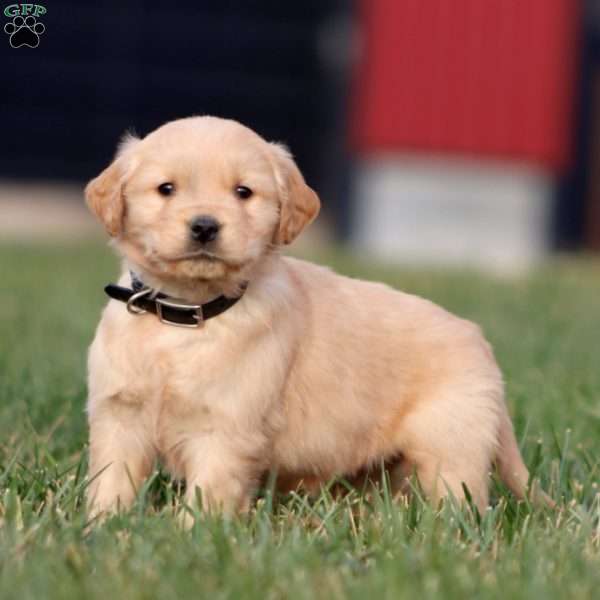 Andy, Golden Retriever Puppy