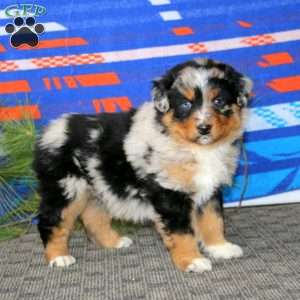 Andy, Australian Shepherd Puppy