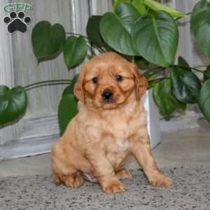 Andy, Miniature Golden Retriever Puppy