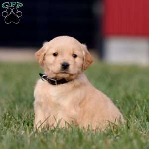 Andy, Golden Retriever Puppy