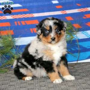 Andy, Australian Shepherd Puppy
